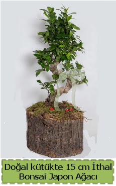 Doal ktkte thal bonsai japon aac  Manisa 14 ubat sevgililer gn iek 