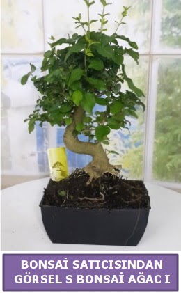 S dal erilii bonsai japon aac  Manisa hediye sevgilime hediye iek 