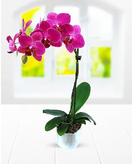 Tek dall mor orkide  Manisa hediye sevgilime hediye iek 