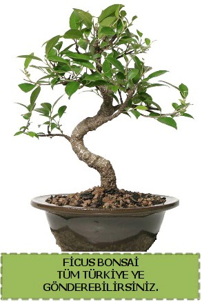 Ficus bonsai  Manisa cicekciler , cicek siparisi 