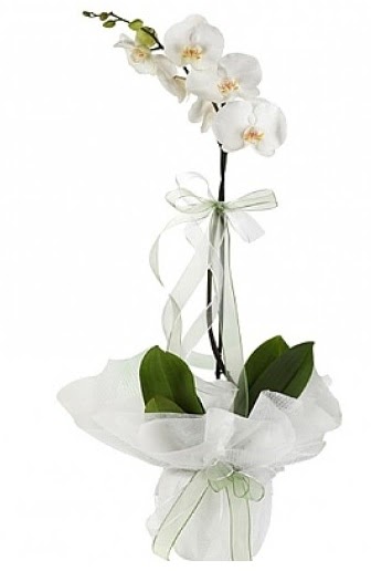 Tekli Beyaz Orkide  Manisa iek maazas , ieki adresleri 