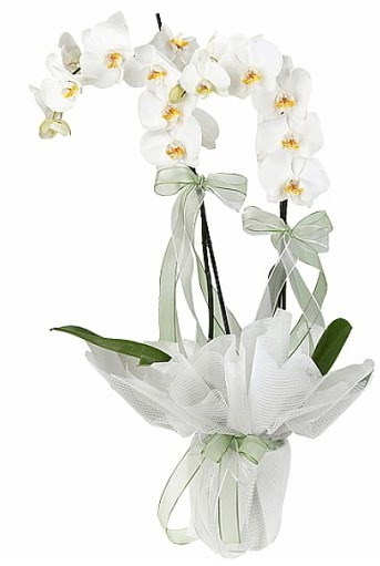 ift Dall Beyaz Orkide  Manisa iek , ieki , iekilik 