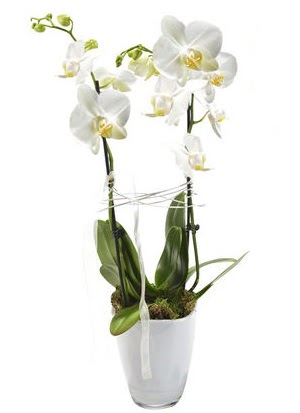 2 dall beyaz seramik beyaz orkide sakss  Manisa cicekciler , cicek siparisi 