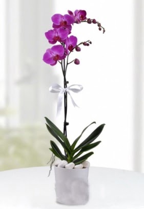 Tek dall saksda mor orkide iei  Manisa online ieki , iek siparii 