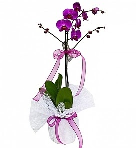 Tek dall saksda ithal mor orkide iei  Manisa online ieki , iek siparii 