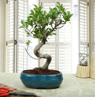 Amazing Bonsai Ficus S thal  Manisa iek yolla , iek gnder , ieki  