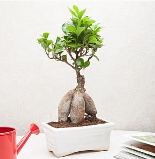 Exotic Ficus Bonsai ginseng  Manisa ieki maazas 