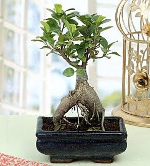 Appealing Ficus Ginseng Bonsai  Manisa iek , ieki , iekilik 