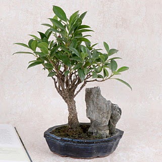 Japon aac Evergreen Ficus Bonsai  Manisa cicekciler , cicek siparisi 