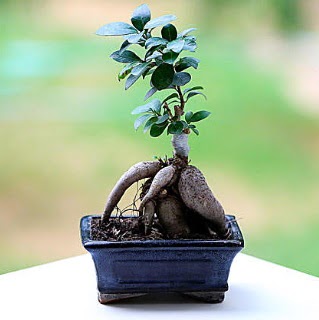 Marvellous Ficus Microcarpa ginseng bonsai  Manisa nternetten iek siparii 
