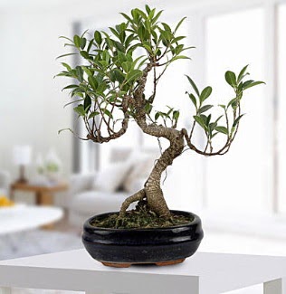 Gorgeous Ficus S shaped japon bonsai  Manisa internetten iek siparii 