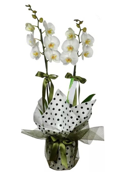 ift Dall Beyaz Orkide  Manisa iek sat 