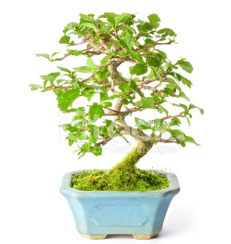 S zerkova bonsai ksa sreliine  Manisa cicek , cicekci 