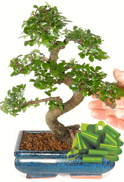Yaklak 25 cm boyutlarnda S bonsai  Manisa gvenli kaliteli hzl iek 