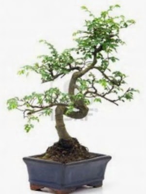 S gvde bonsai minyatr aa japon aac  Manisa hediye sevgilime hediye iek 