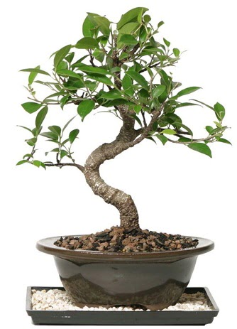 Altn kalite Ficus S bonsai  Manisa anneler gn iek yolla  Sper Kalite