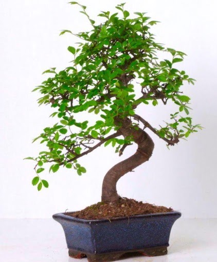 S gvdeli bonsai minyatr aa japon aac  Manisa cicekciler , cicek siparisi 