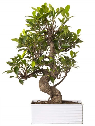 Exotic Green S Gvde 6 Year Ficus Bonsai  Manisa cicekciler , cicek siparisi 