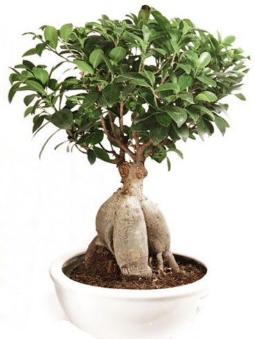 Ginseng bonsai japon aac ficus ginseng  Manisa cicek , cicekci 