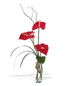  Manisa güvenli kaliteli hızlı çiçek  cam yada mika Vazoda 3 adet  antoryum