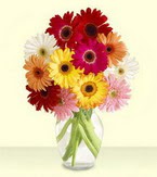  Manisa online çiçek gönderme sipariş  cam yada mika vazoda 15 özel gerbera