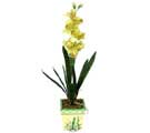 Özel Yapay Orkide Sari  Manisa online çiçek gönderme sipariş 
