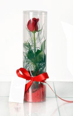  Manisa uluslararası çiçek gönderme  Silindir vazoda tek kirmizi gül