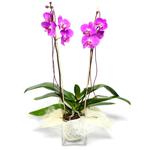  Manisa hediye sevgilime hediye çiçek  Cam yada mika vazo içerisinde  1 kök orkide