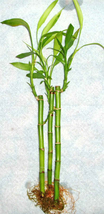 Lucky Bamboo 3 adet vazo hediye edilir   Manisa iek yolla 