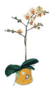  Manisa çiçek gönderme sitemiz güvenlidir  Phalaenopsis Orkide ithal kalite