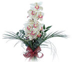  Manisa güvenli kaliteli hızlı çiçek  Dal orkide ithal iyi kalite