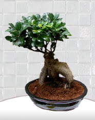 saksı çiçeği japon ağacı bonsai  Manisa internetten çiçek satışı 