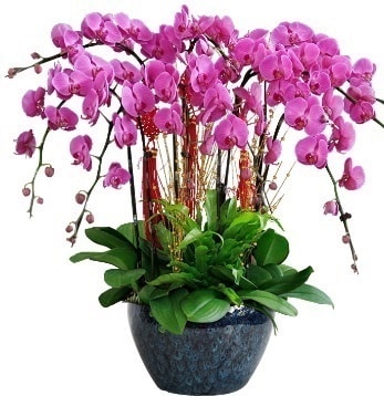 9 dallı mor orkide  Manisa çiçek satışı 
