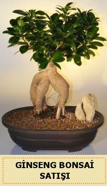 İthal Ginseng bonsai satışı japon ağacı  Manisa güvenli kaliteli hızlı çiçek 