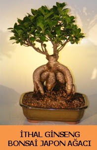 İthal japon ağacı ginseng bonsai satışı  Manisa cicek , cicekci 