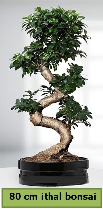 80 cm özel saksıda bonsai bitkisi  Manisa anneler günü çiçek yolla 