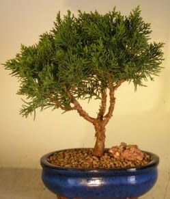 Servi çam bonsai japon ağacı bitkisi  Manisa uluslararası çiçek gönderme 