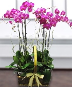 7 dallı mor lila orkide  Manisa cicekciler , cicek siparisi 