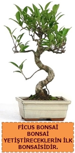 Ficus bonsai 15 ile 25 cm arasındadır  Manisa uluslararası çiçek gönderme 