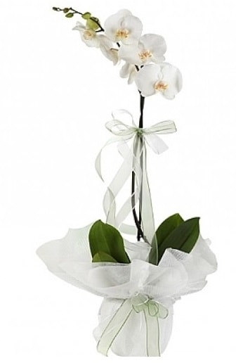 Tekli Beyaz Orkide  Manisa çiçek mağazası , çiçekçi adresleri 