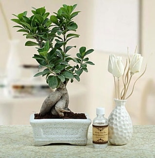 Ginseng ficus bonsai  Manisa online çiçekçi , çiçek siparişi 