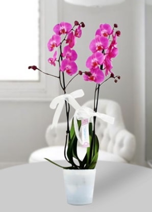 Çift dallı mor orkide  Manisa online çiçekçi , çiçek siparişi 