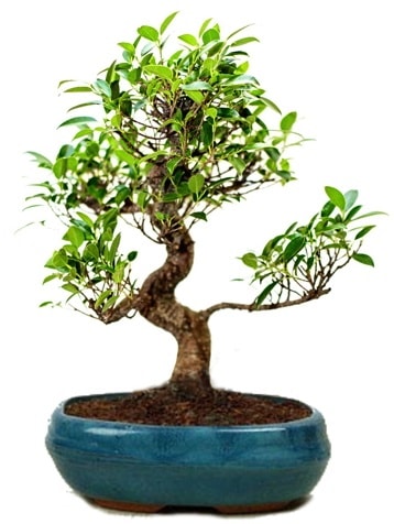 25 cm ile 30 cm aralığında Ficus S bonsai  Manisa cicekciler , cicek siparisi 
