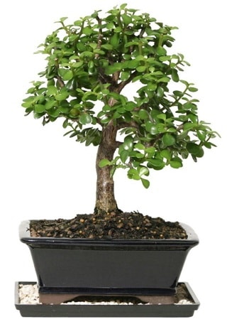 15 cm civarı Zerkova bonsai bitkisi  Manisa güvenli kaliteli hızlı çiçek 