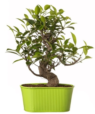 Ficus S gövdeli muhteşem bonsai  Manisa güvenli kaliteli hızlı çiçek 